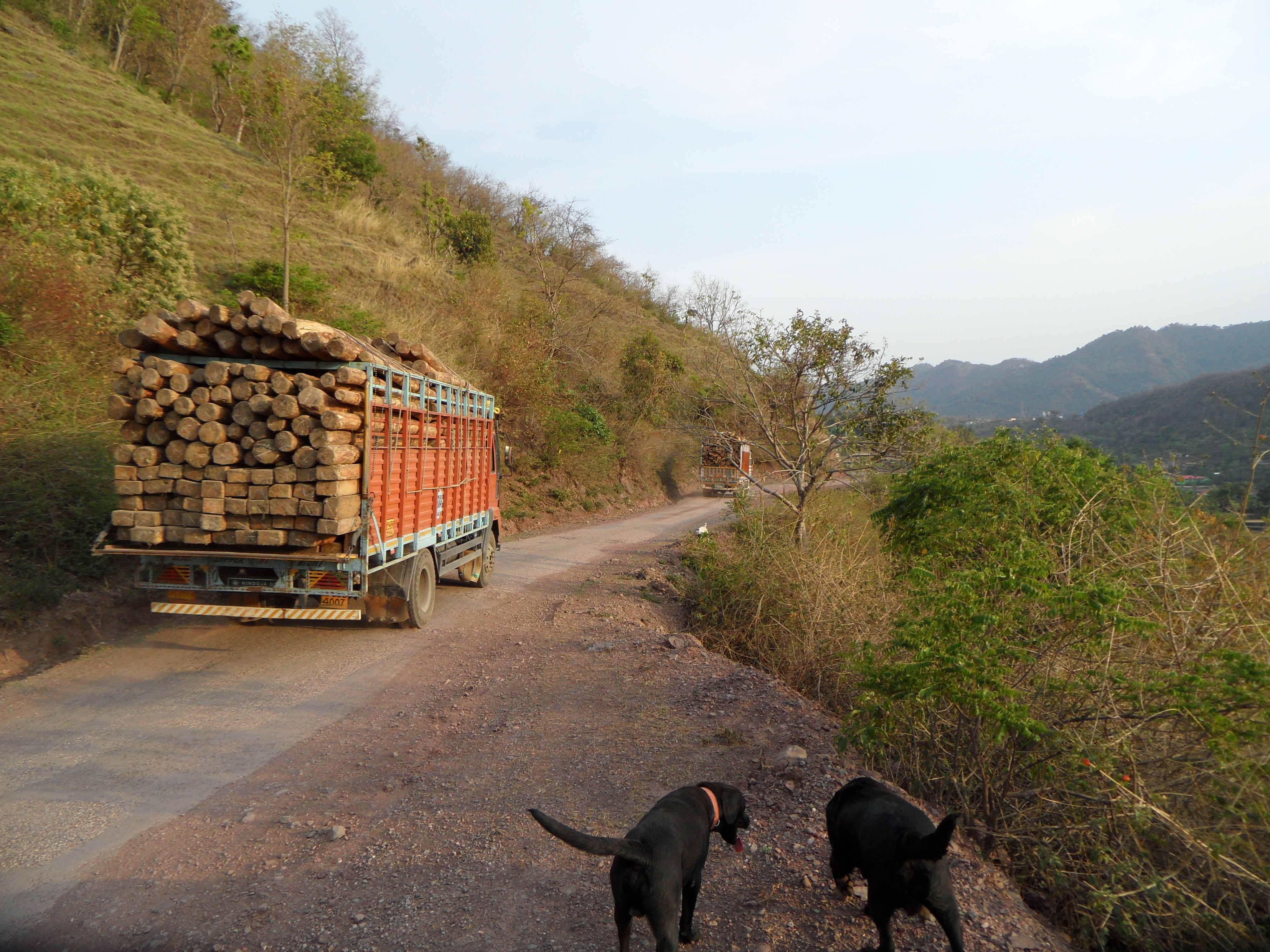 Trucks hauling wood from deforestation